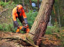 Why Choose Our Tree Removal Services in Rainelle, WV?