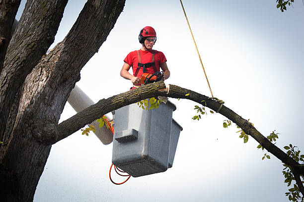 Professional  Tree Services in Rainelle, WV