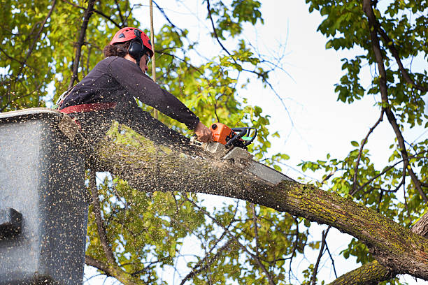 Best Tree Preservation Services  in Rainelle, WV